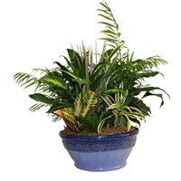 dish-garden-for-sympathy-gift