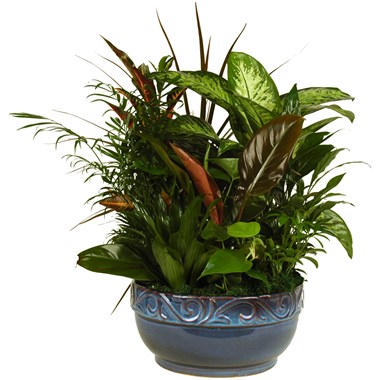 Penang_Kensington_10in